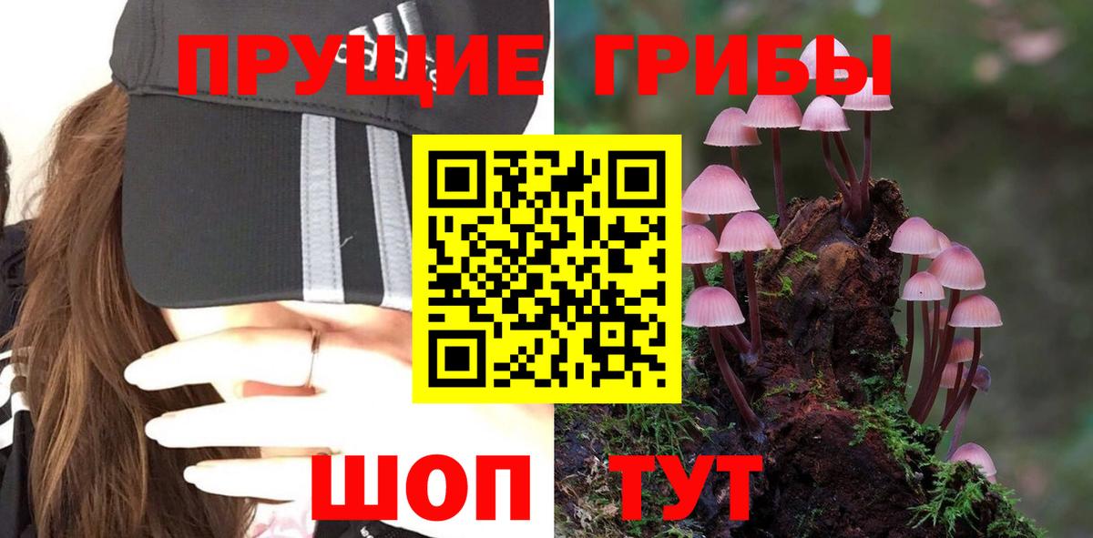 Галлюциногенные грибы Psilocybine cubensis  Красноармейск 